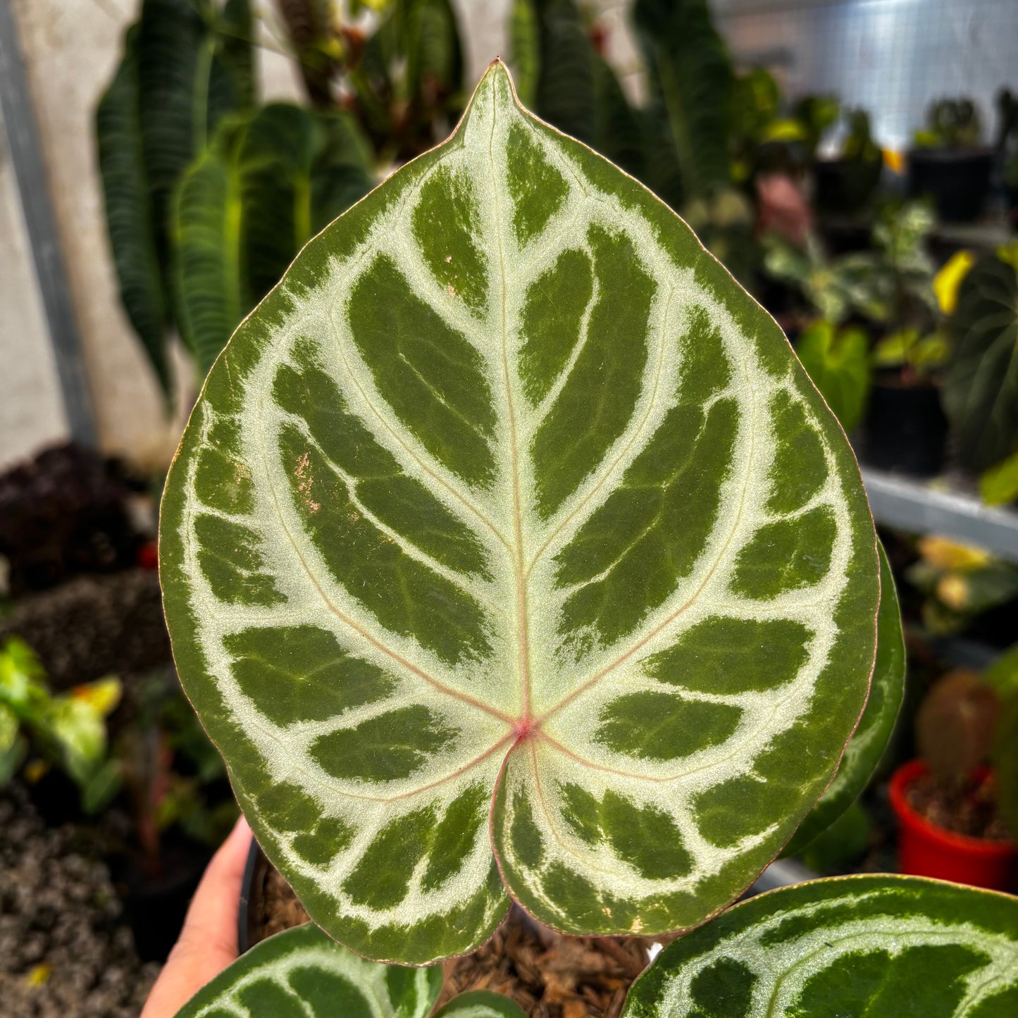 Anthurium (Dorayaki x Red Crystallinum) x Angel Dreams — photo 3