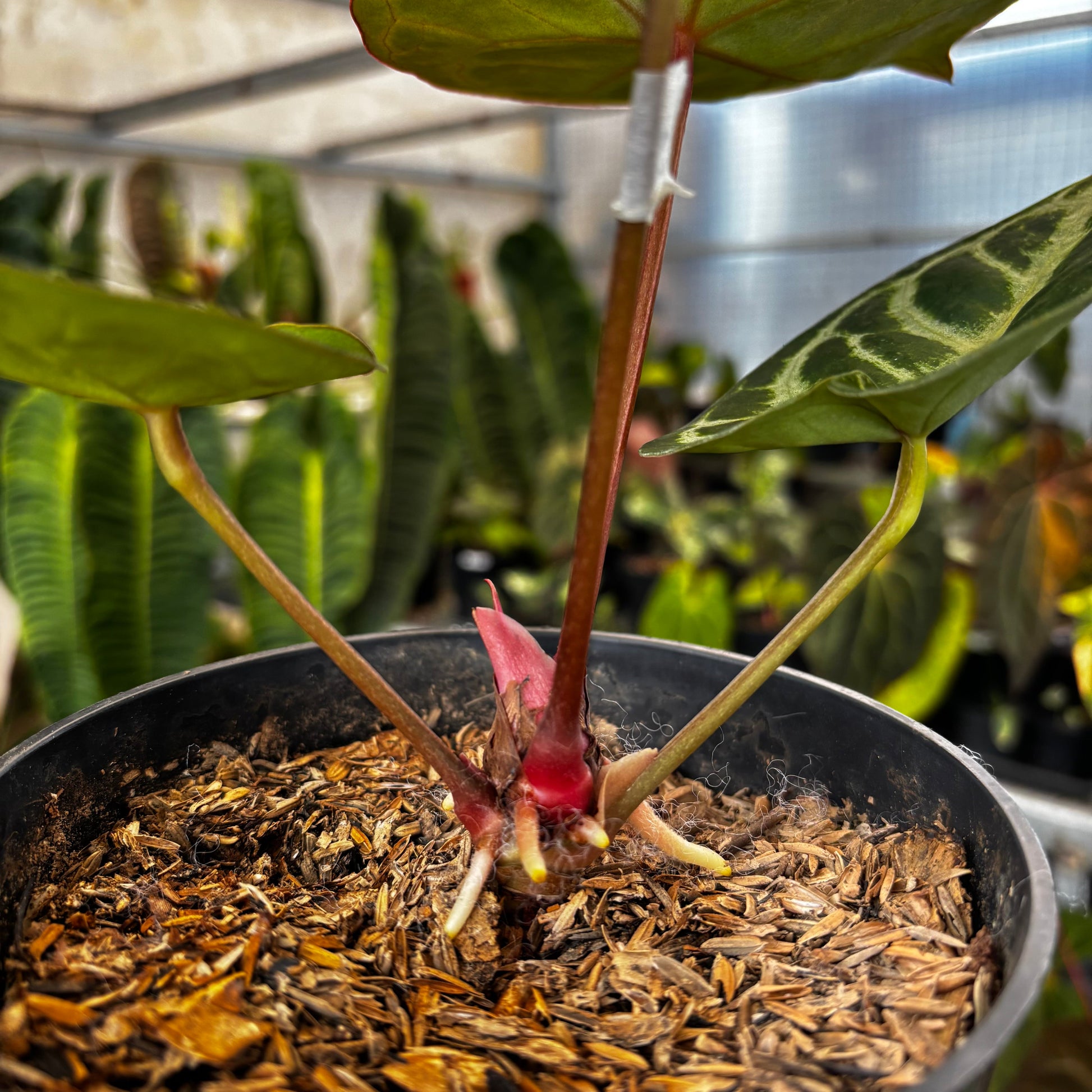 Anthurium (Dorayaki x Red Crystallinum) x Angel Dreams — photo 4