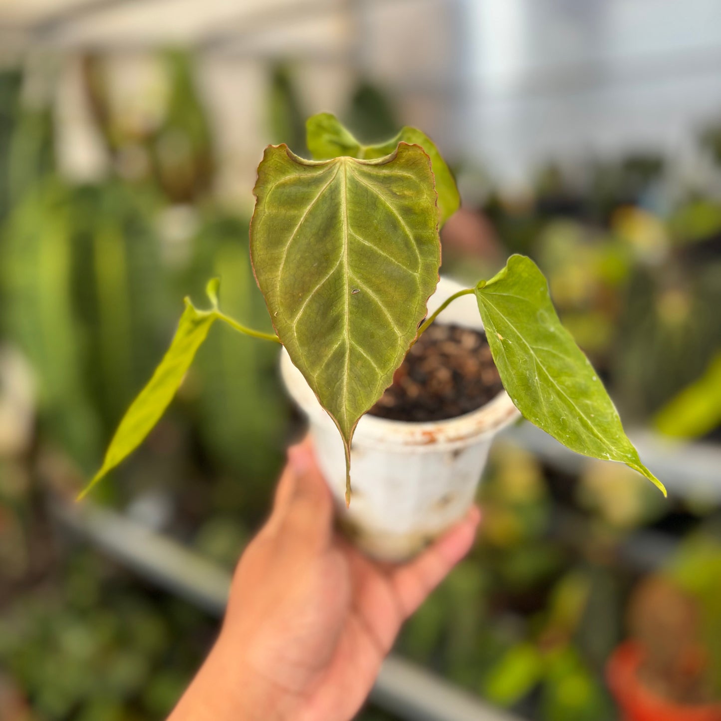 Anthurium Papillilaminum x Muchlis - Indonesian Rare Plants
