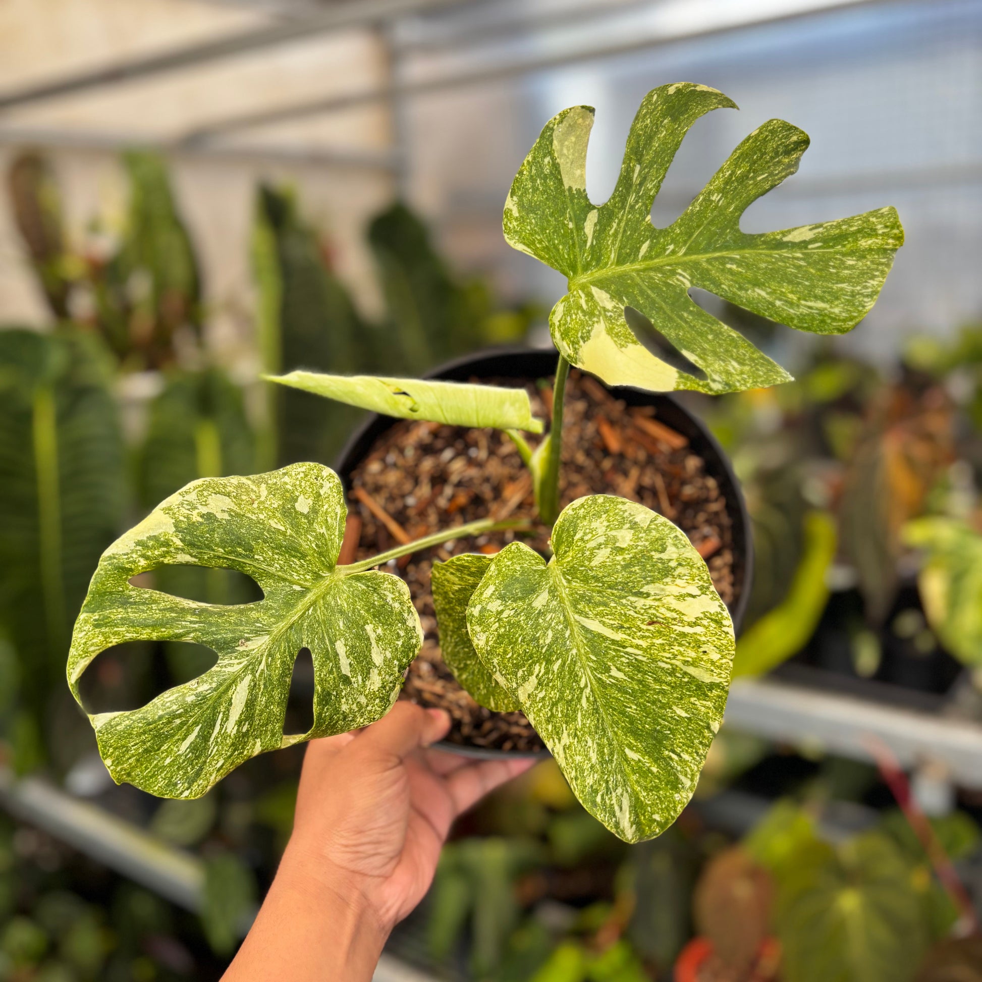 Monstera Legacy - Indonesian Rare Plants