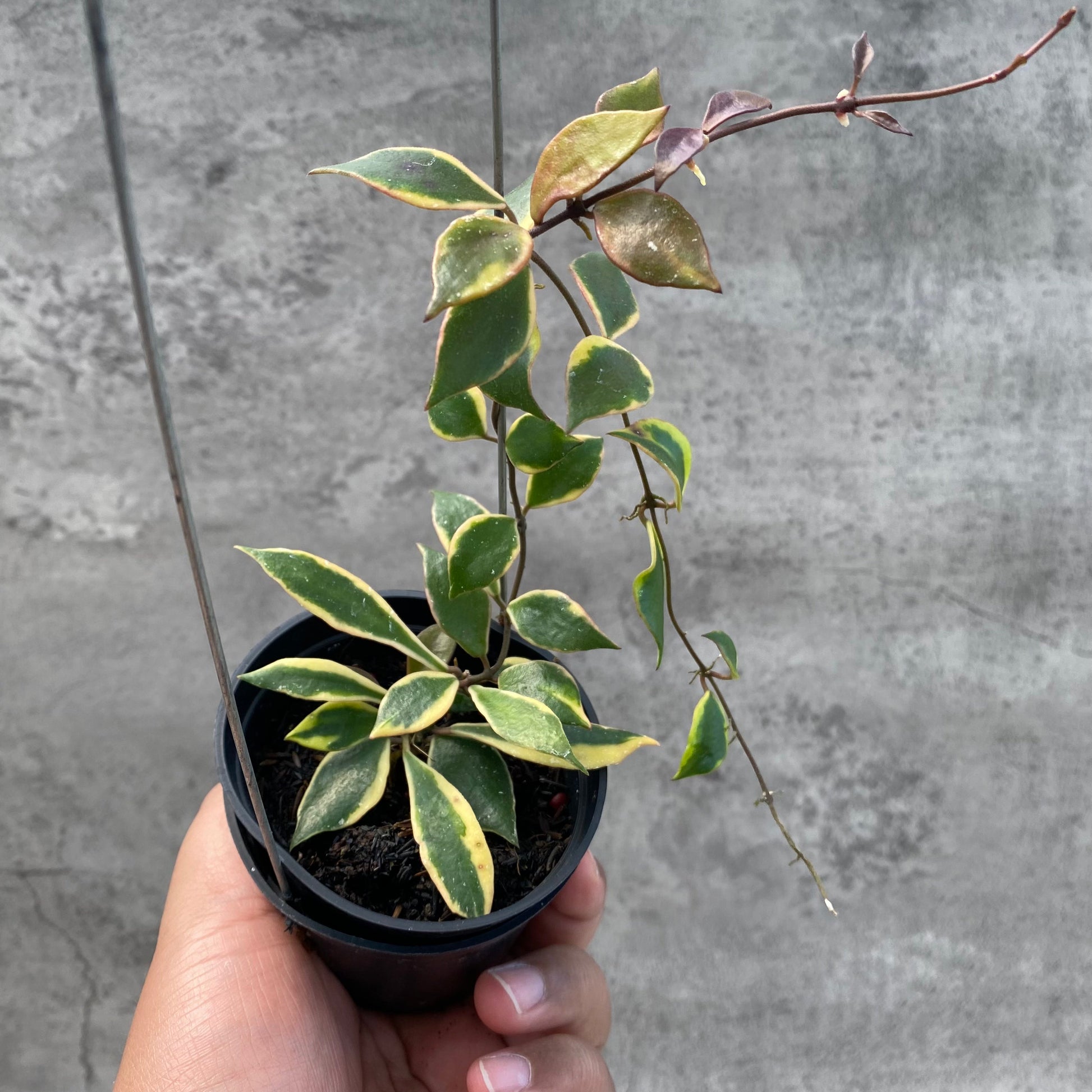 Hoya Bakaoensis Albomarginata — rare Indonesian plant