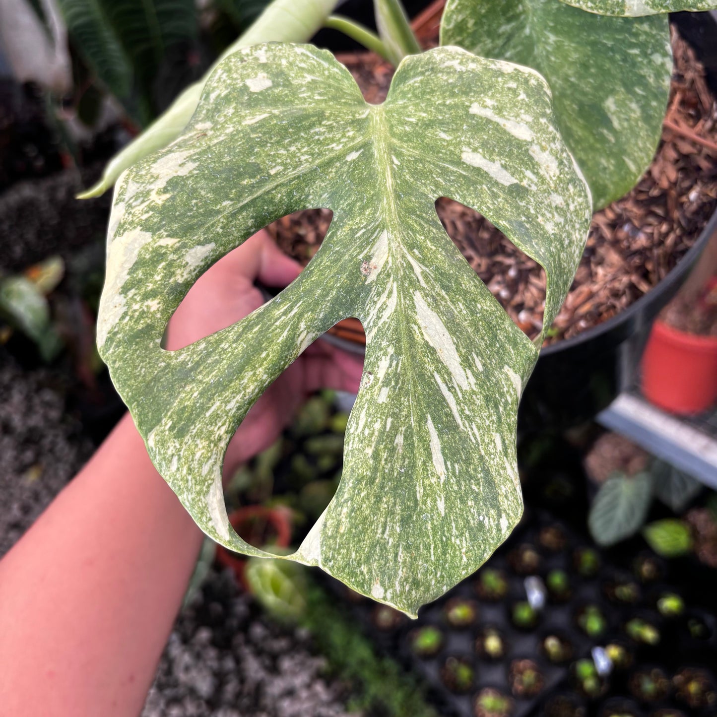 Monstera Legacy