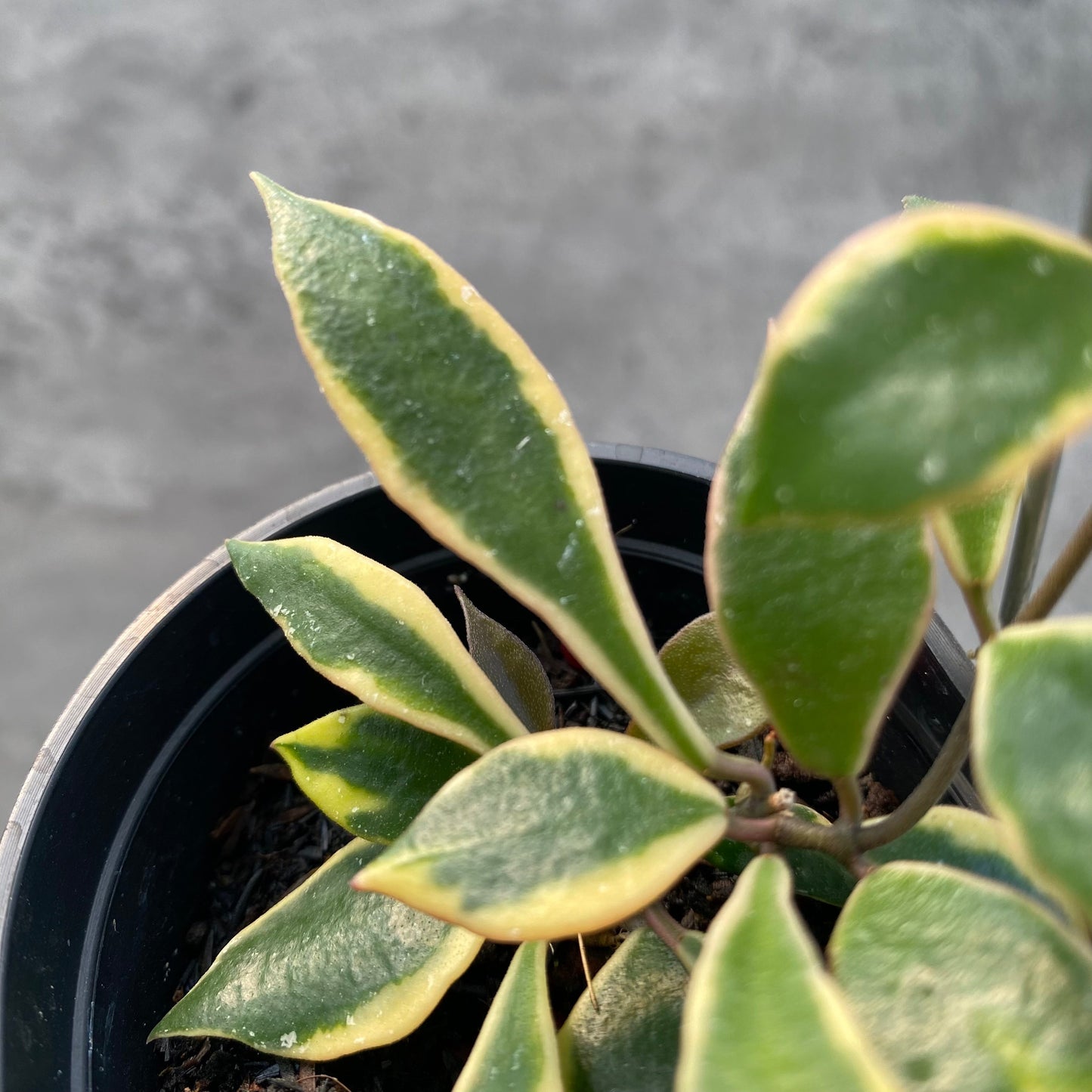 Hoya Bakaoensis Albomarginata — photo 2