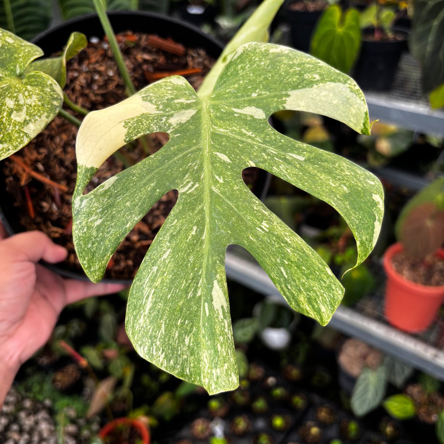 Monstera Legacy