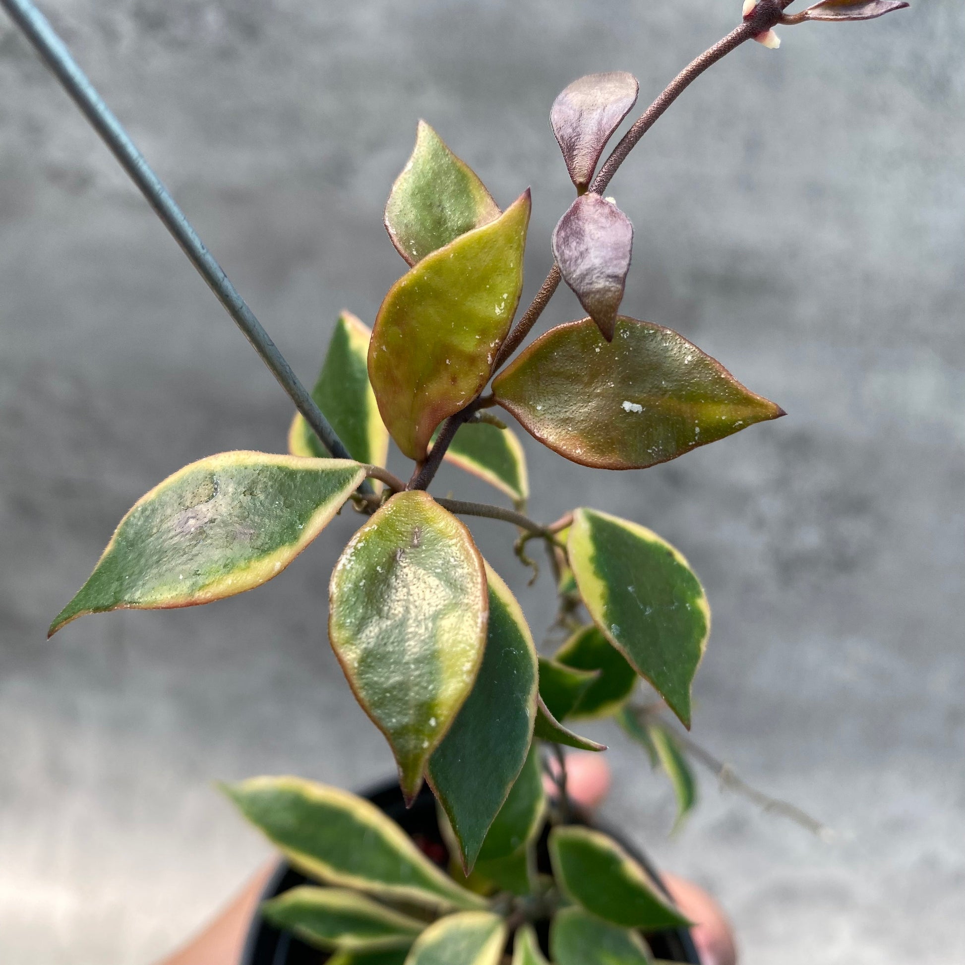Hoya Bakaoensis Albomarginata — photo 3
