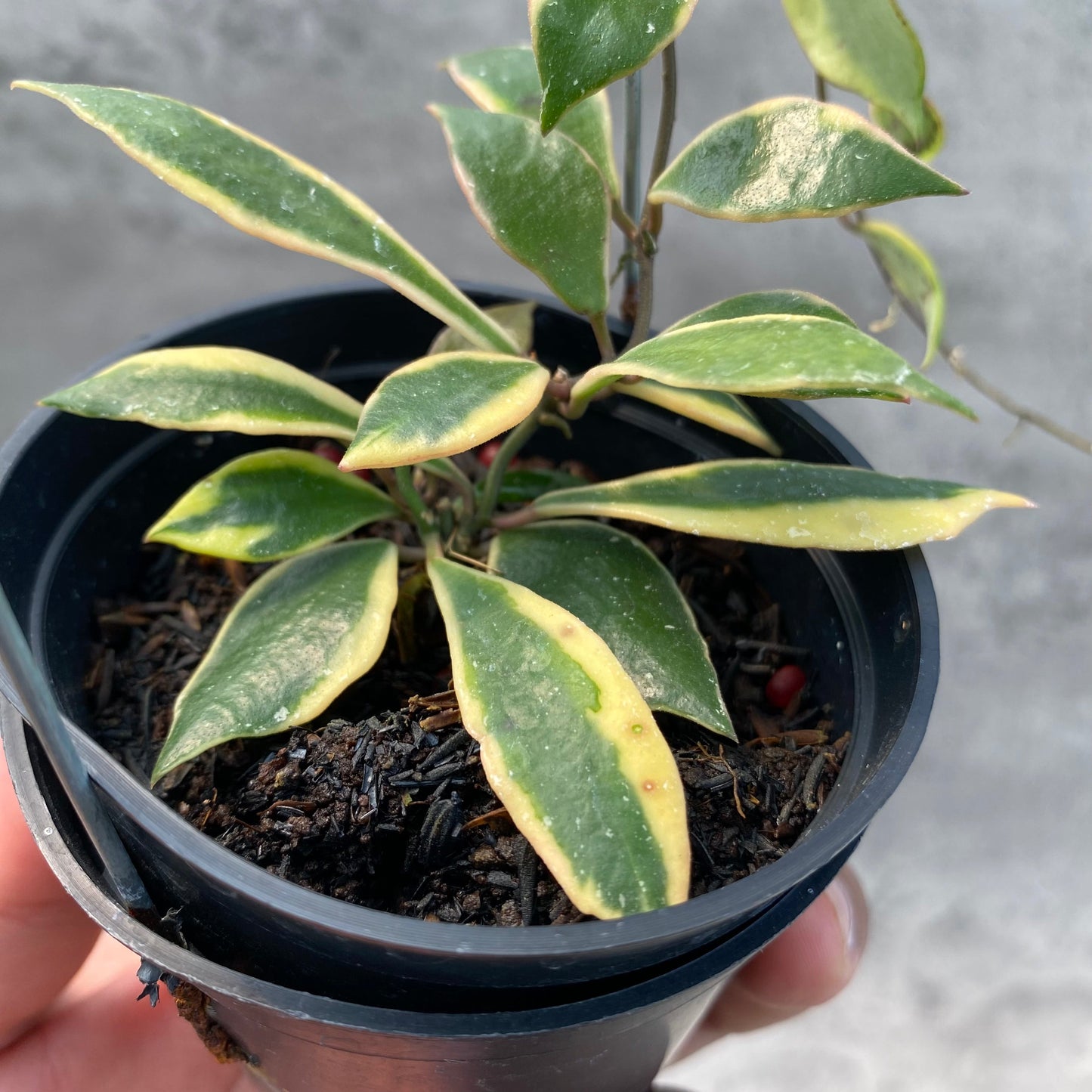 Hoya Bakaoensis Albomarginata — photo 4