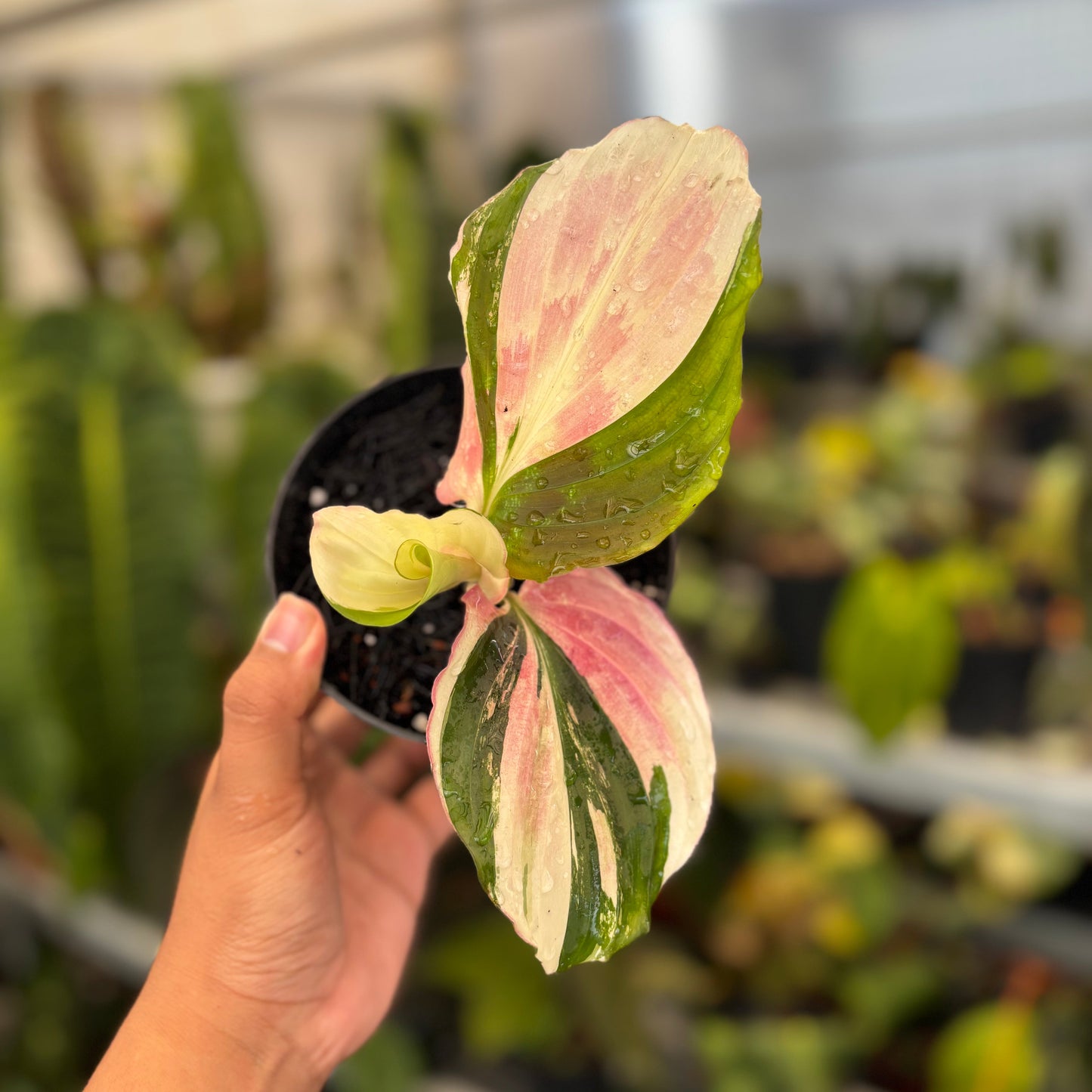 Kaempferia Variegated - Indonesian Rare Plants