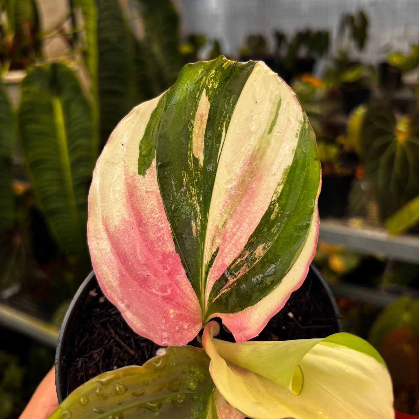 Kaempferia Variegated