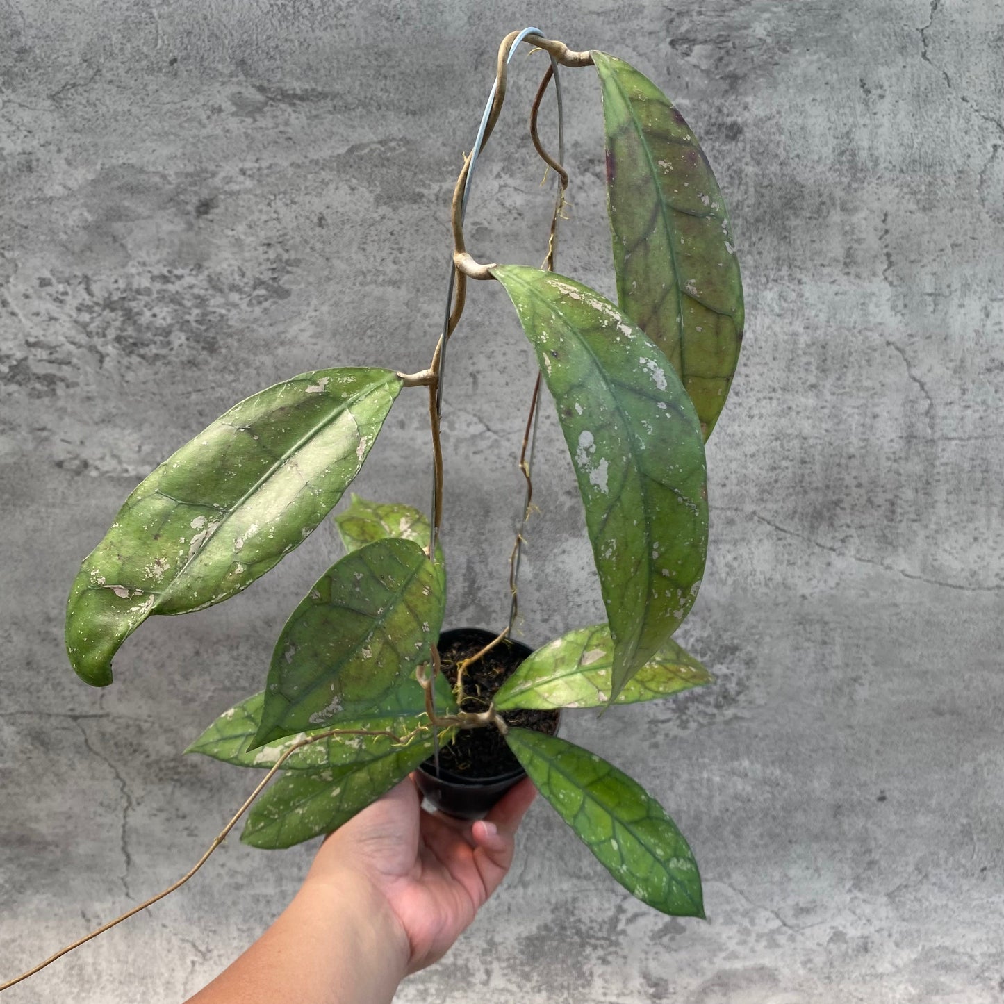 Hoya Clemensiorum Splash SP Borneo — rare Indonesian plant