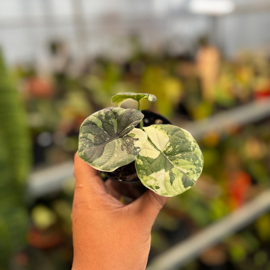 Alocasia Melo Badak Variegated - Indonesian Rare Plants