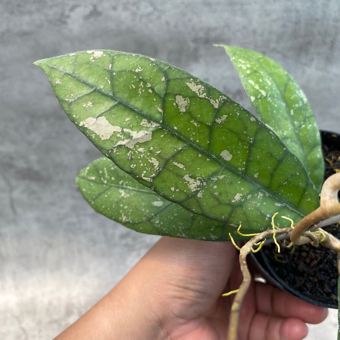 Hoya Clemensiorum Splash SP Borneo — photo 2