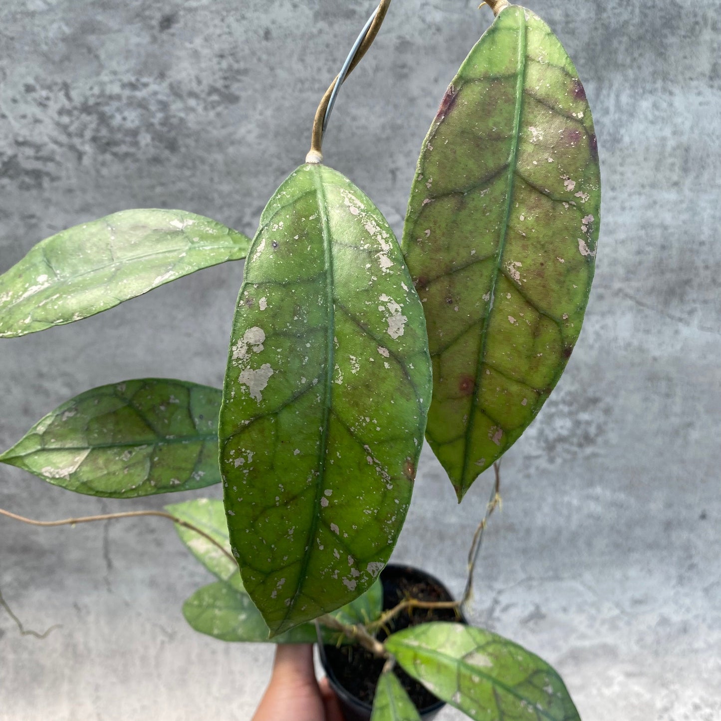 Hoya Clemensiorum Splash SP Borneo — photo 3