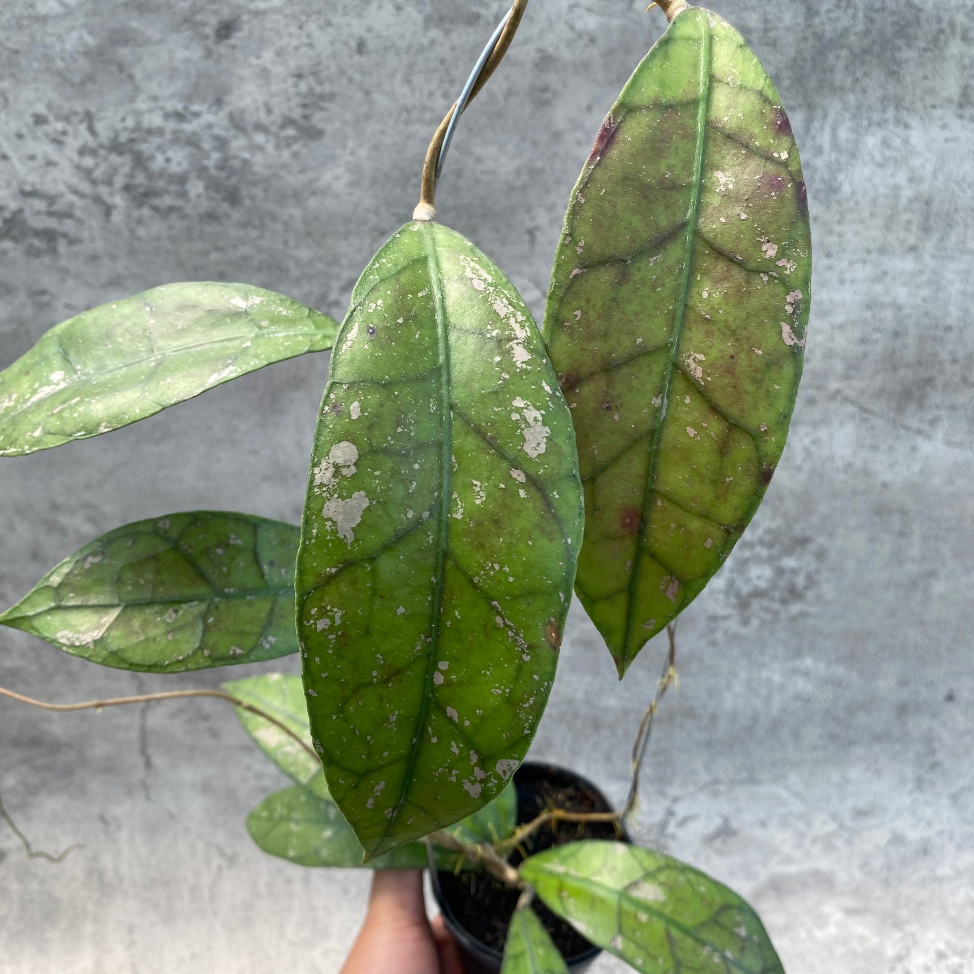 Hoya Clemensiorum Splash SP Borneo — photo 3