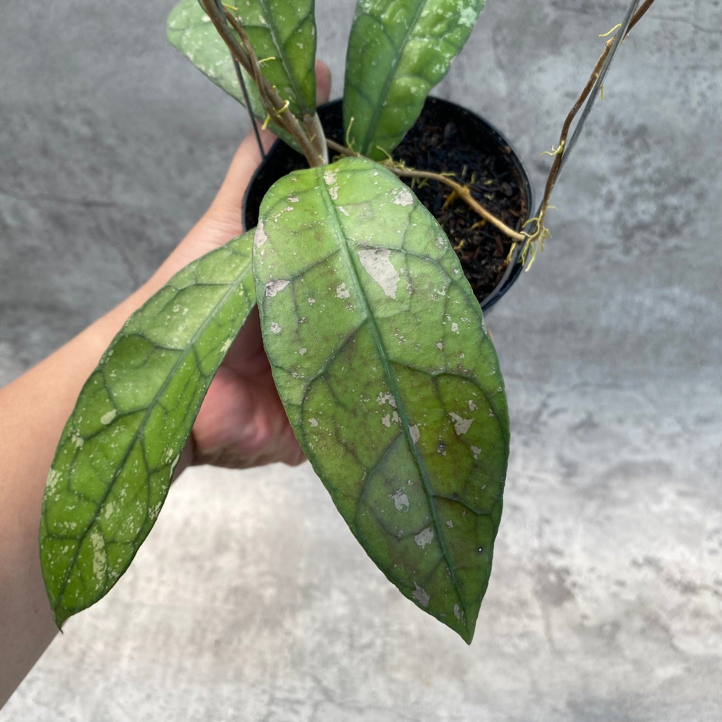 Hoya Clemensiorum Splash SP Borneo — photo 4