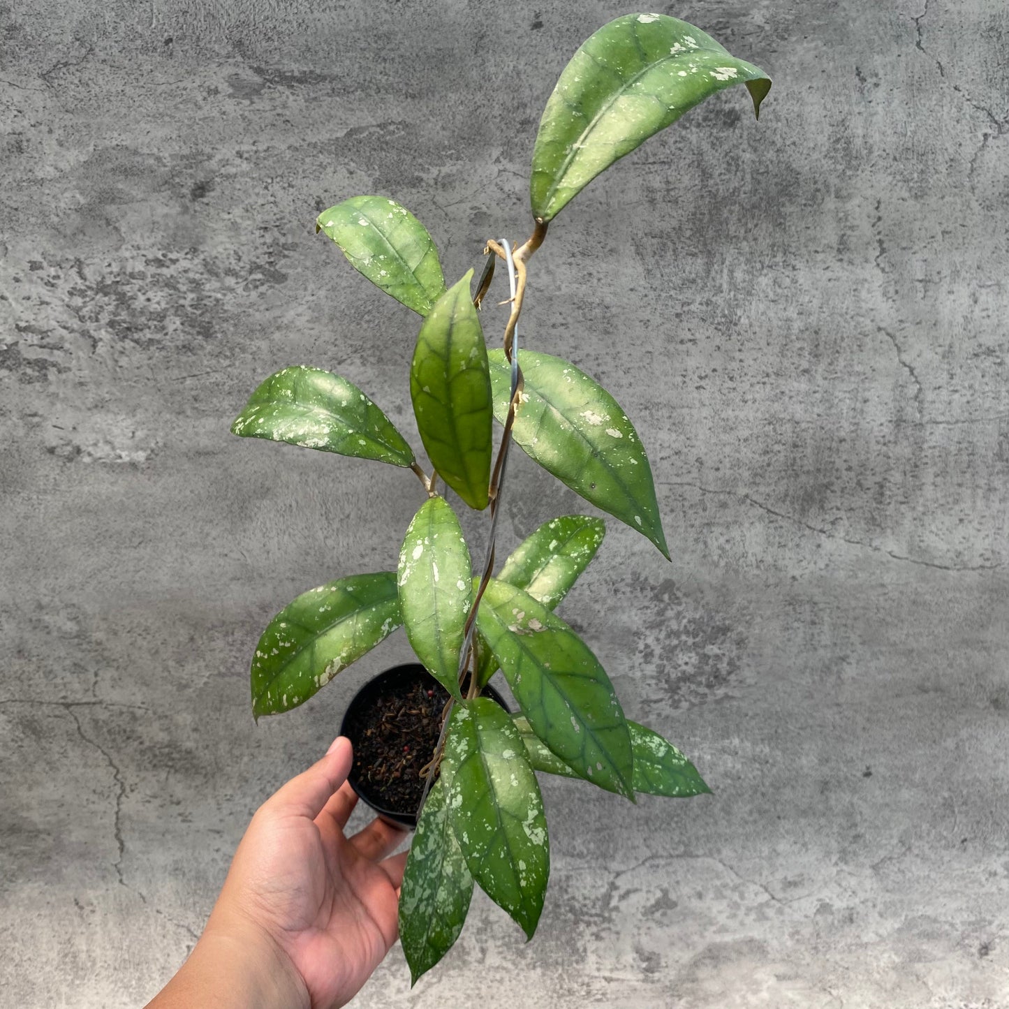 Hoya Clemensiorum Splash SP Borneo 2 — rare Indonesian plant