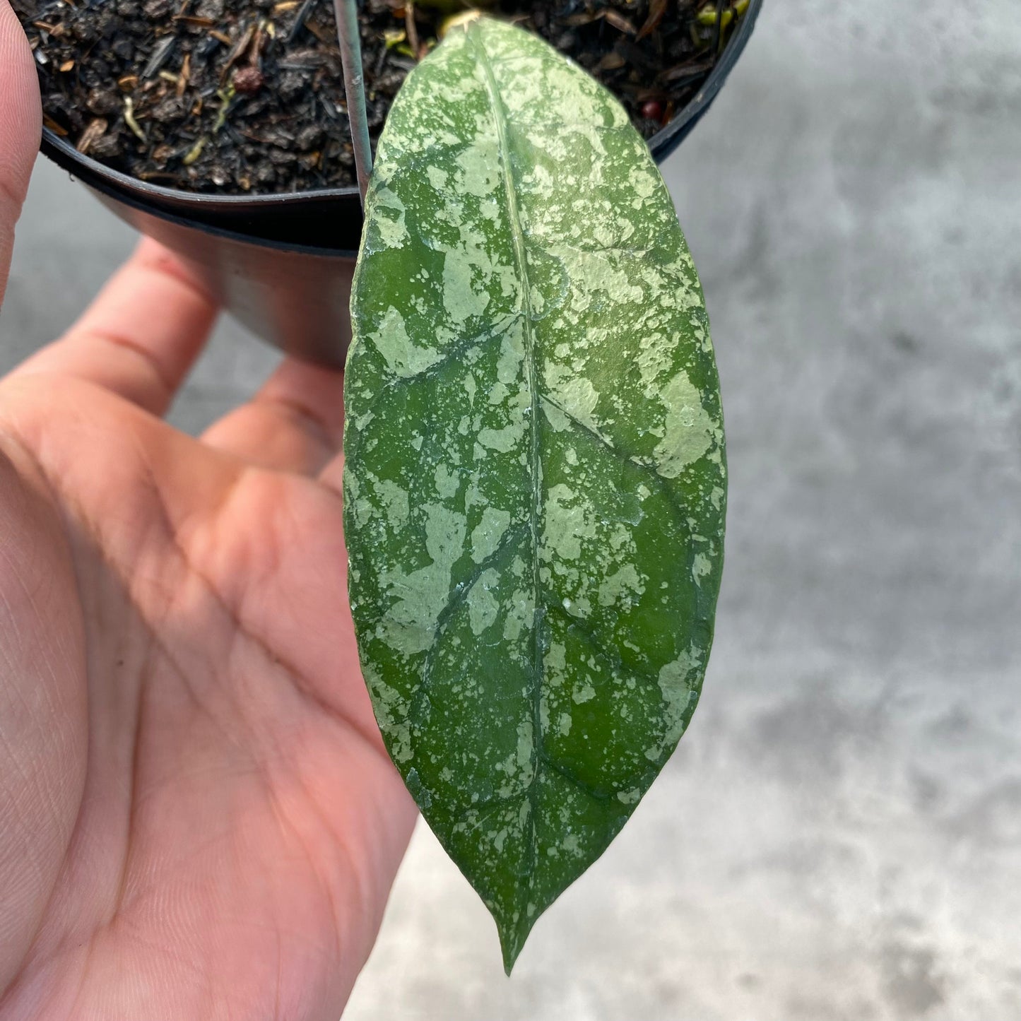Hoya Clemensiorum Splash SP Borneo 2 — photo 2