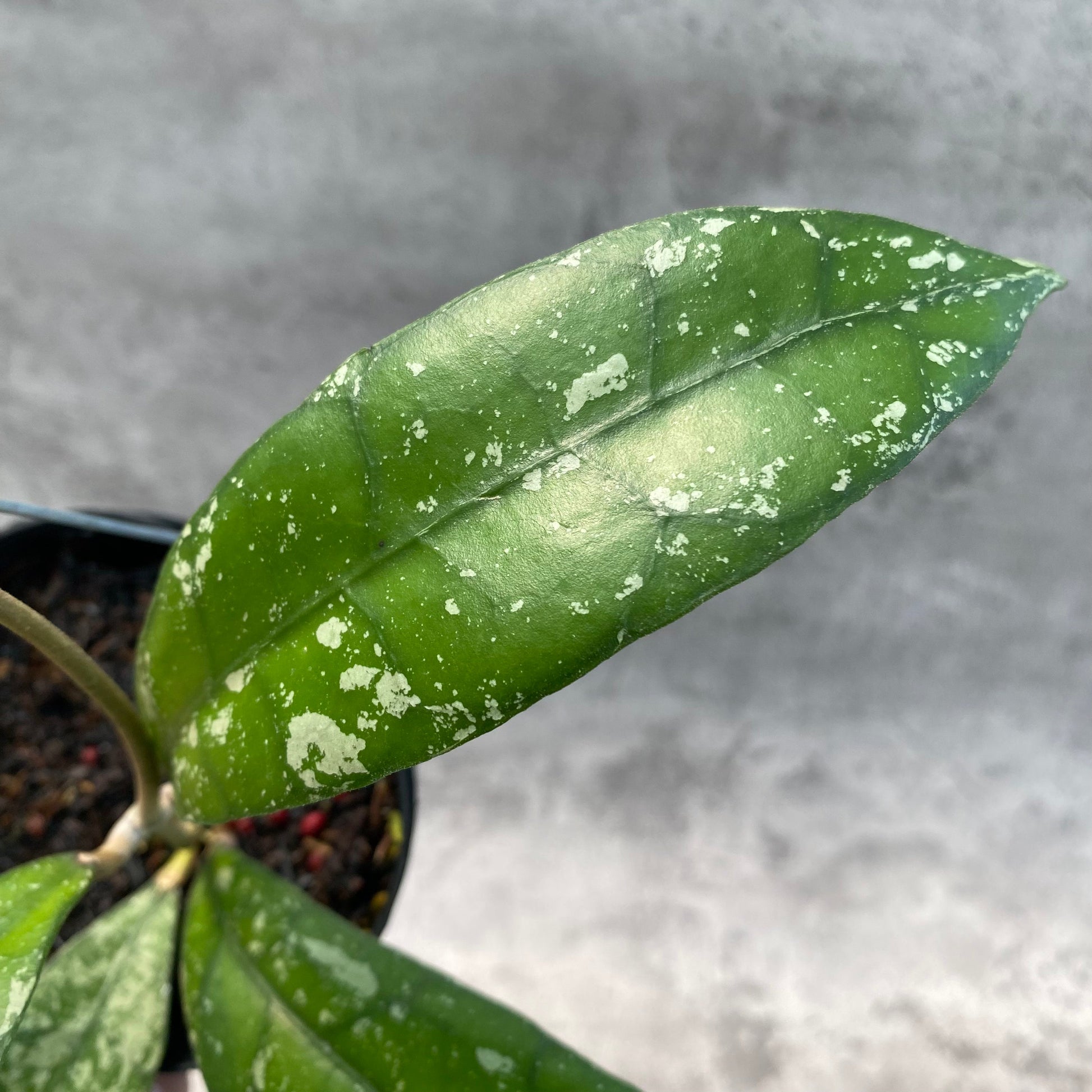 Hoya Clemensiorum Splash SP Borneo 2 — photo 3