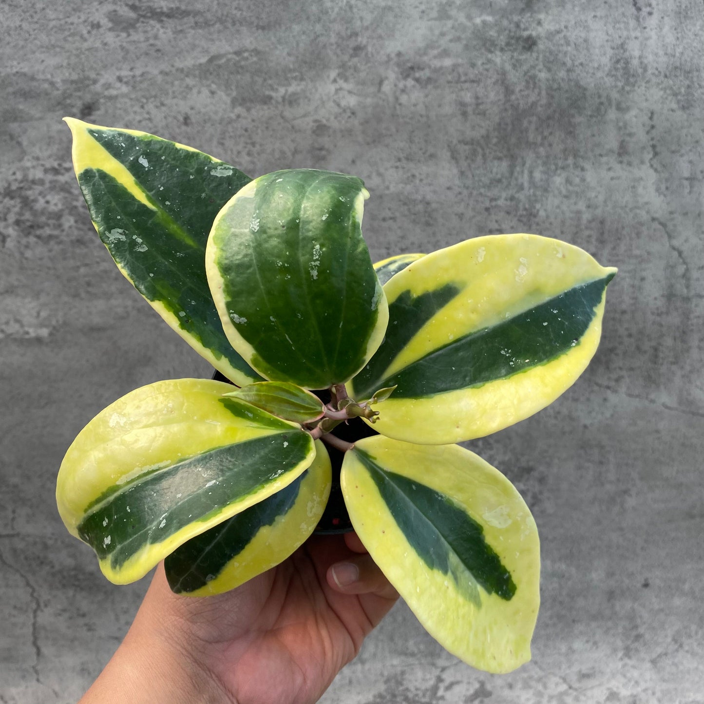 Hoya Latifolia Albomarginata Roundleaf — rare Indonesian plant