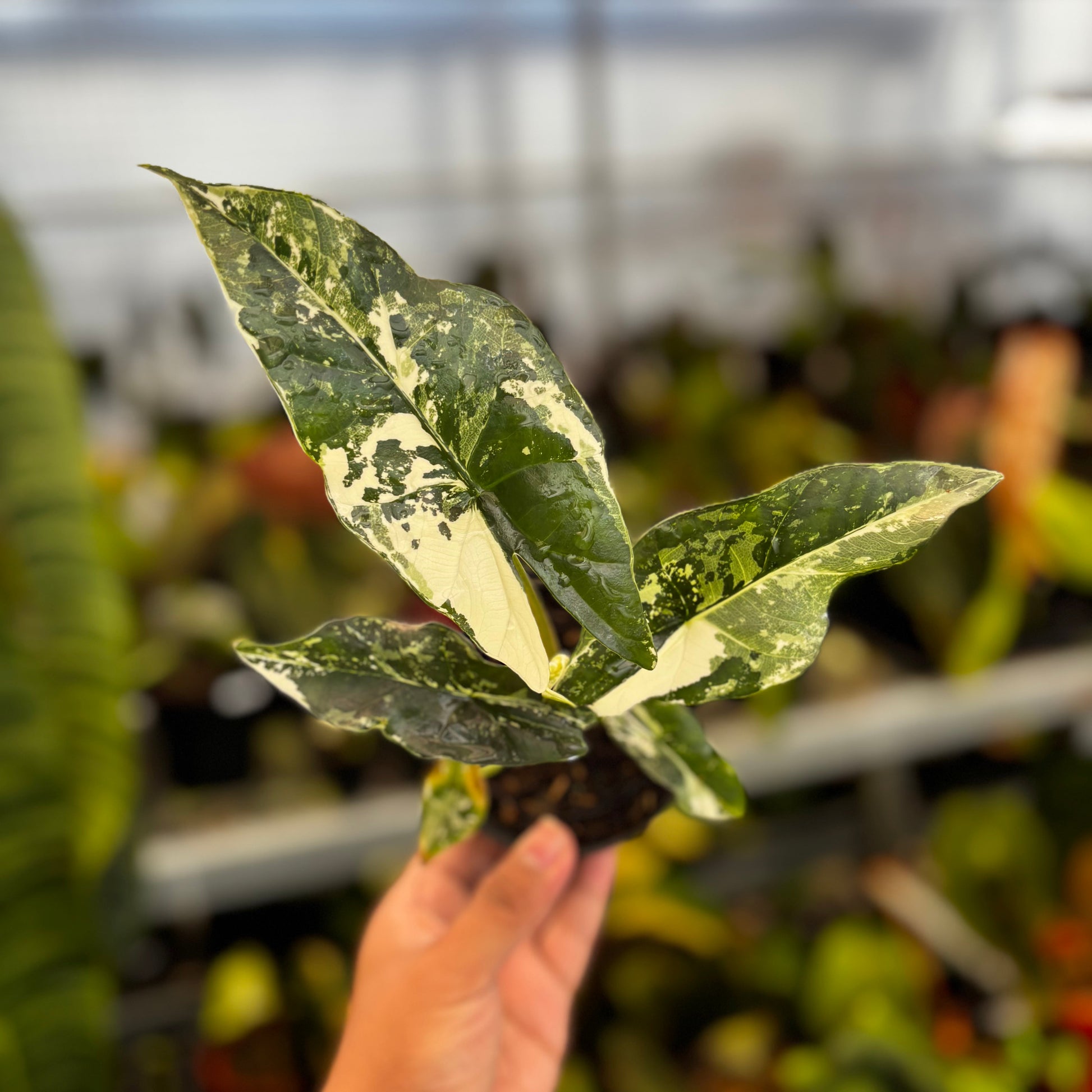 Alocasia Simpo Albo Variegated - Indonesian Rare Plants