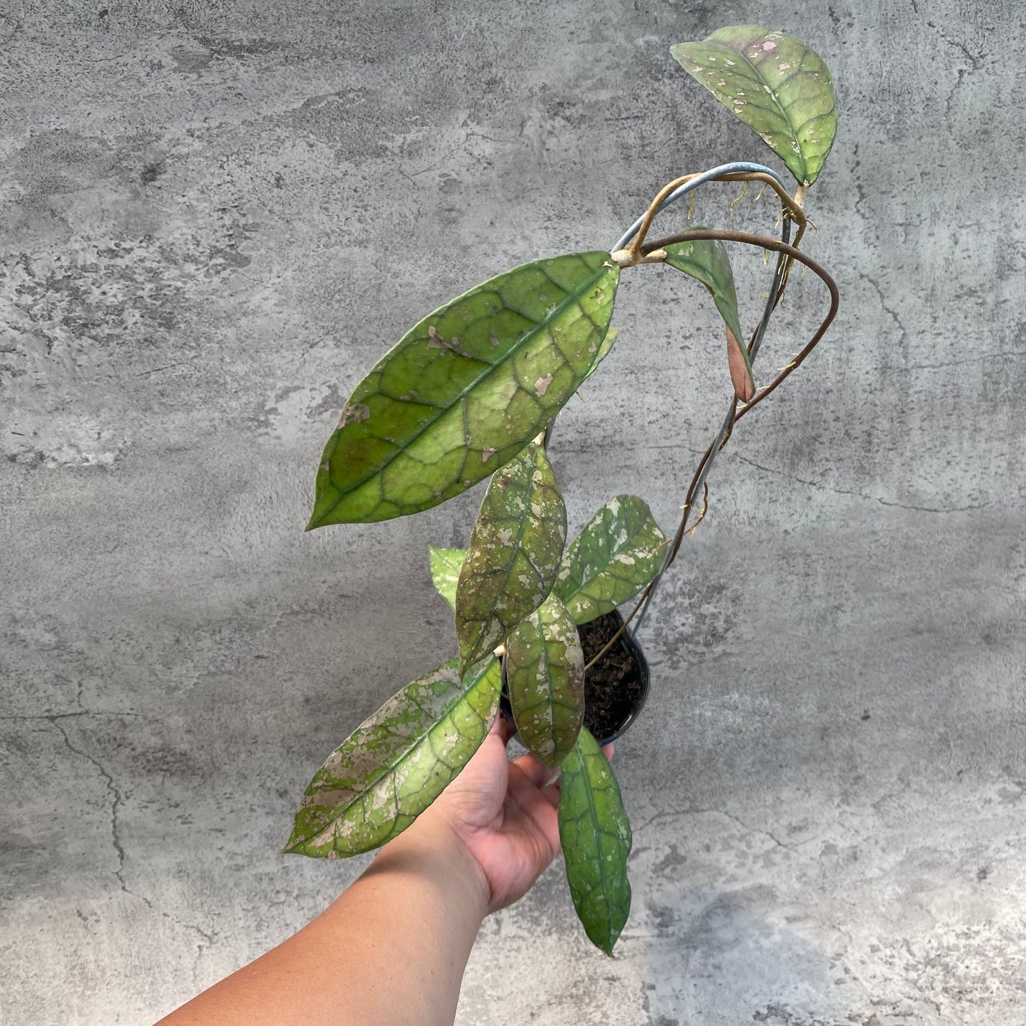 Hoya Clemensiorum Splash SP Borneo 3 — rare Indonesian plant