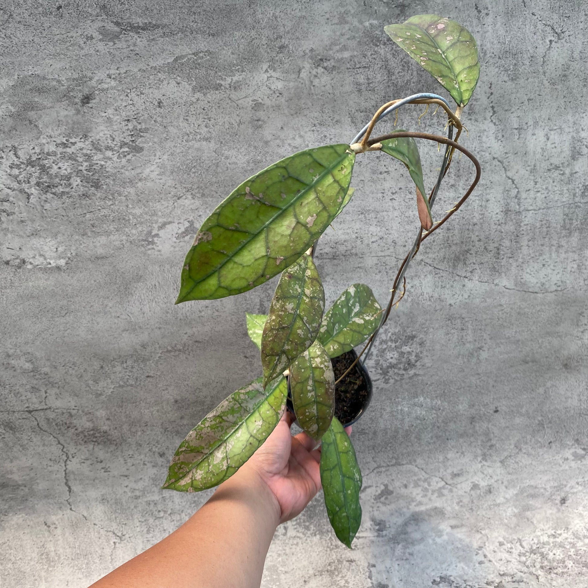 Hoya Clemensiorum Splash SP Borneo 3 — rare Indonesian plant