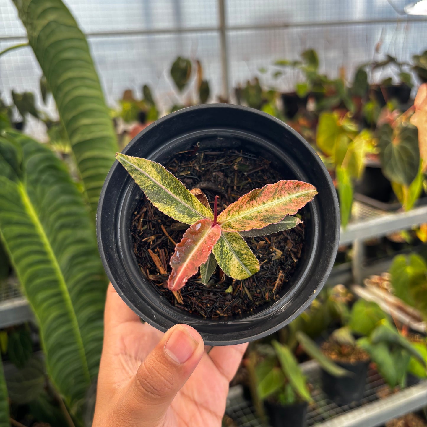 Labisia SP Variegated - Indonesian Rare Plants