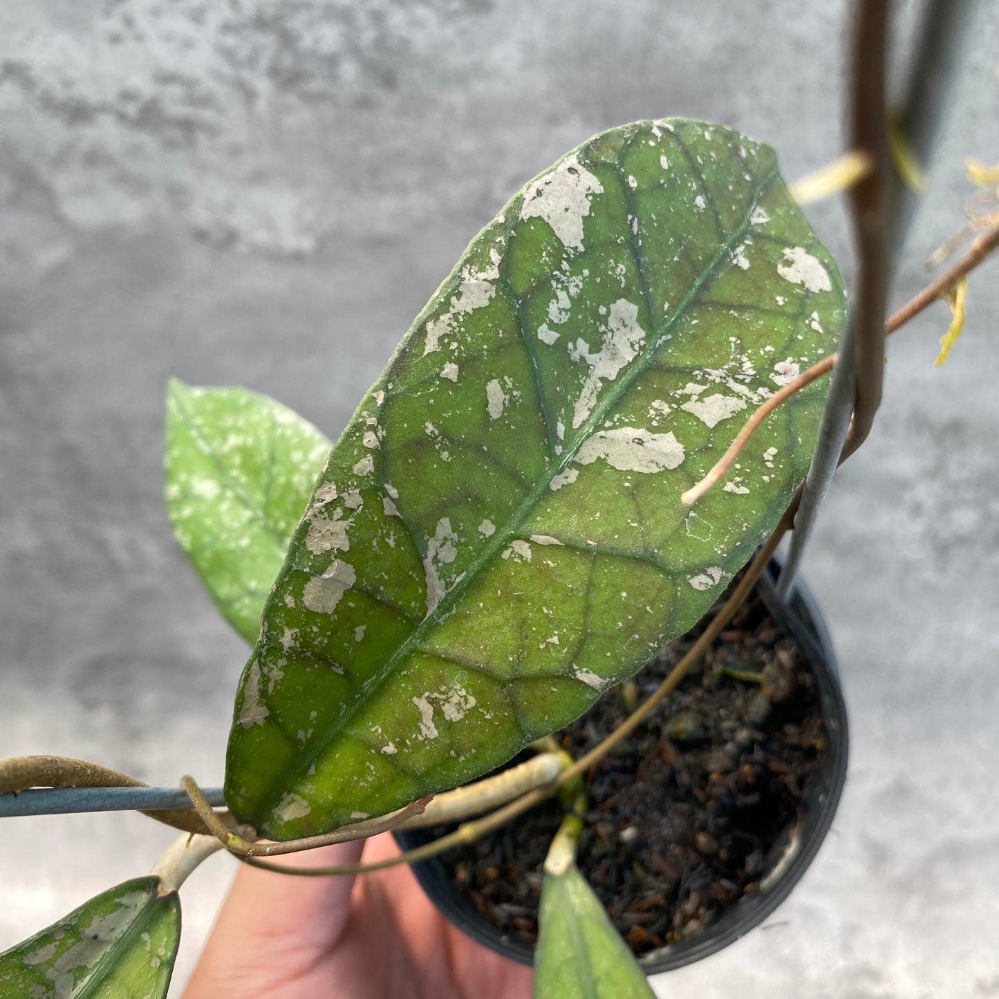 Hoya Clemensiorum Splash SP Borneo 3 — photo 2