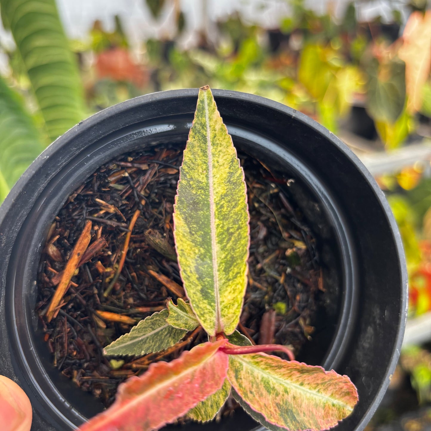 Labisia SP Variegated