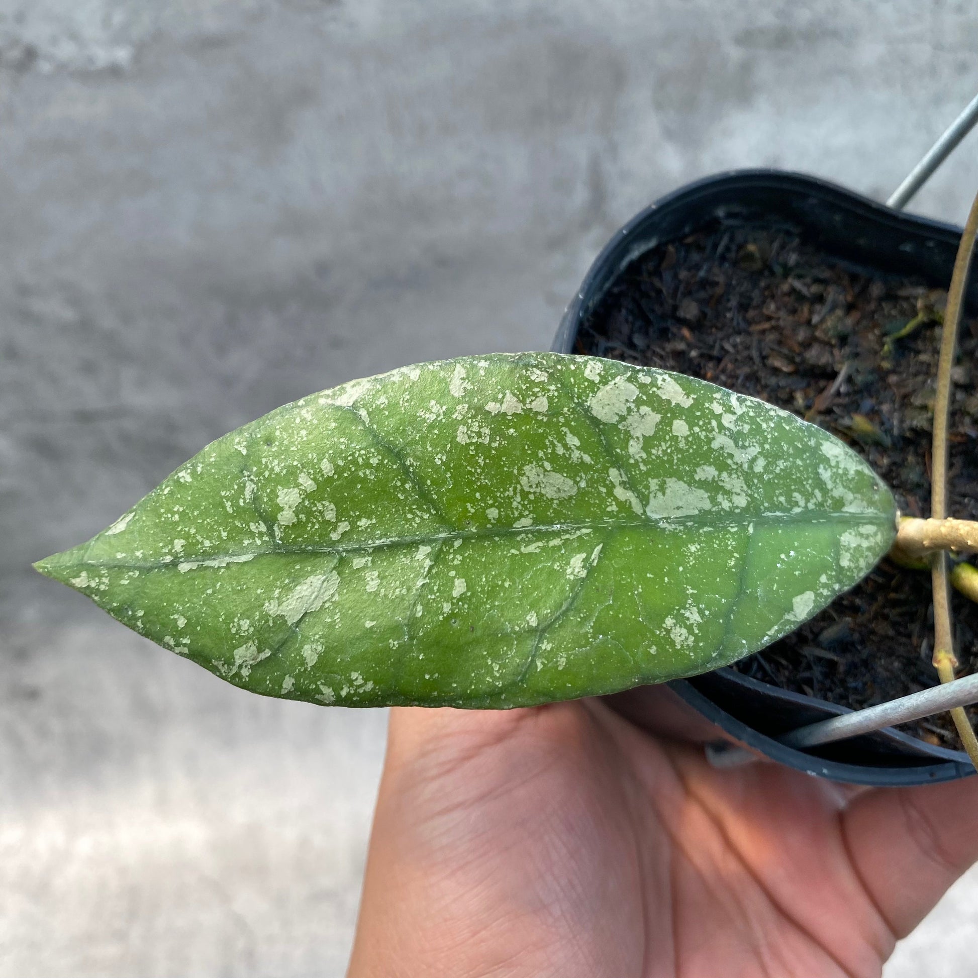 Hoya Clemensiorum Splash SP Borneo 3 — photo 3