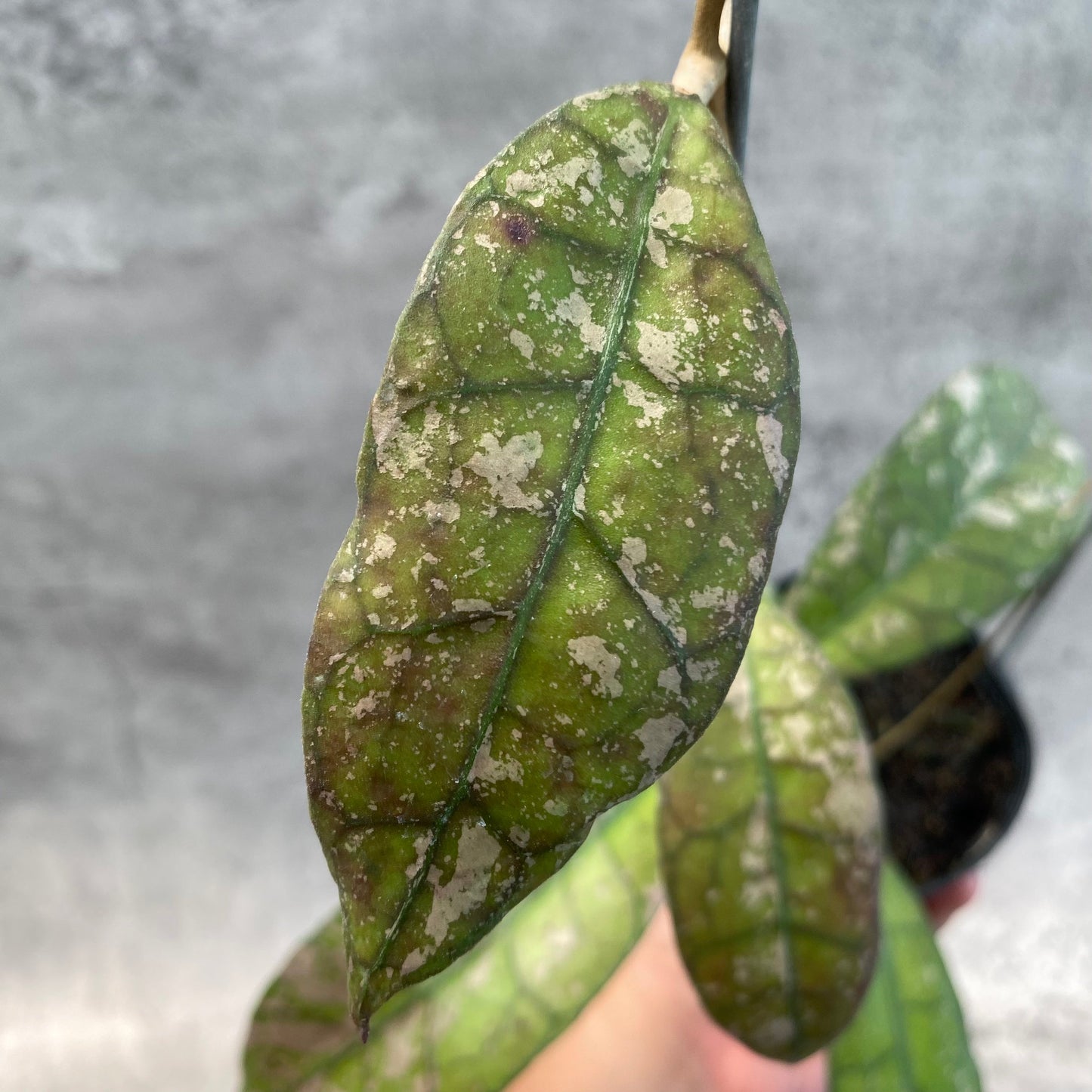 Hoya Clemensiorum Splash SP Borneo 3 — photo 4
