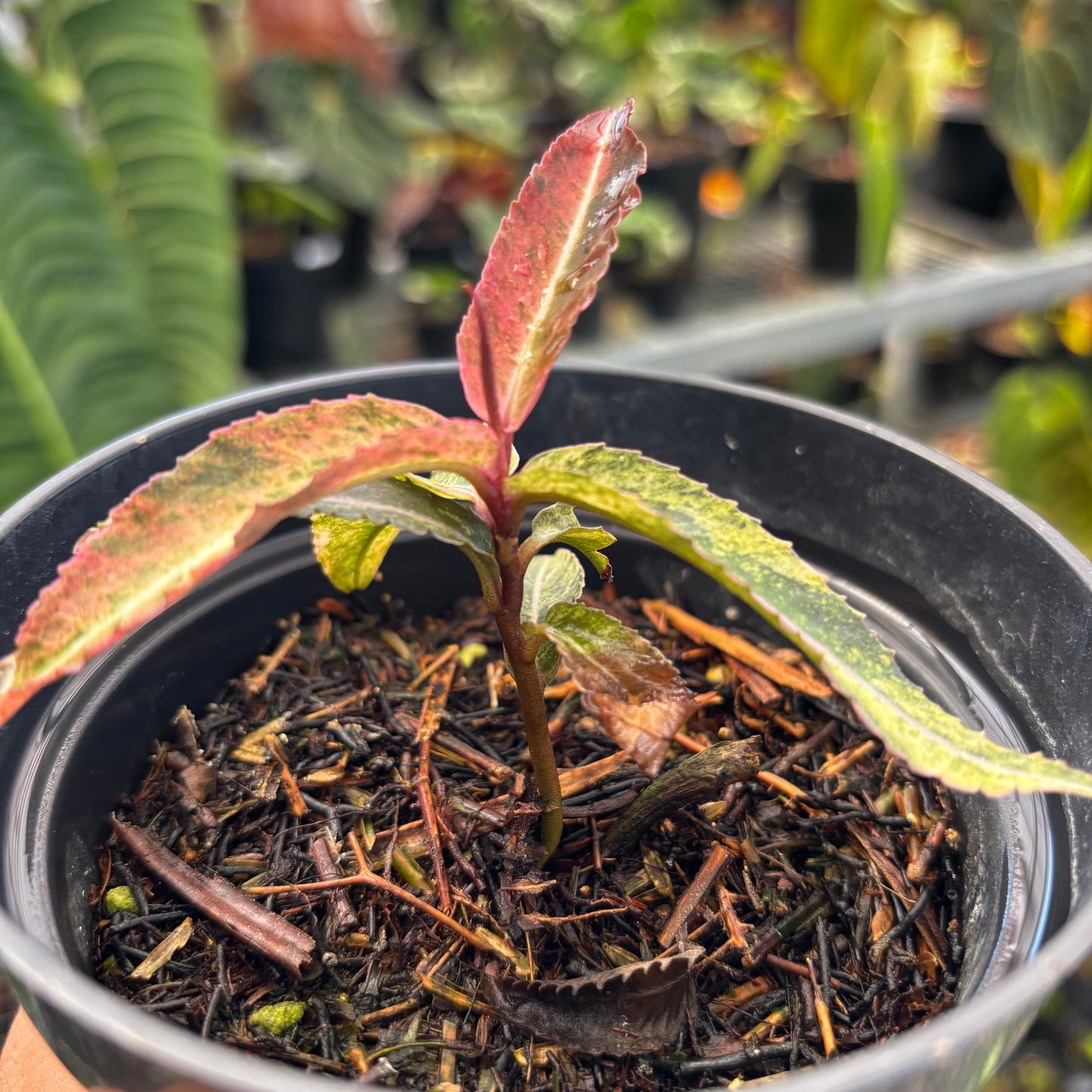 Labisia SP Variegated