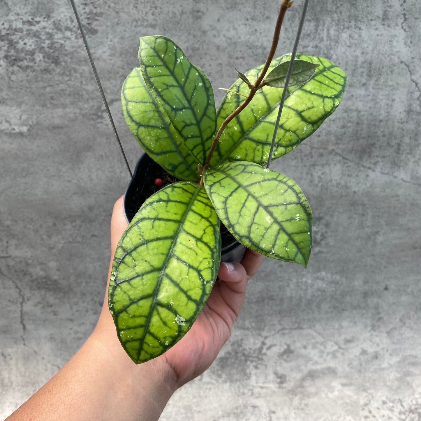 Hoya Callistophylla Venna 2 — rare Indonesian plant