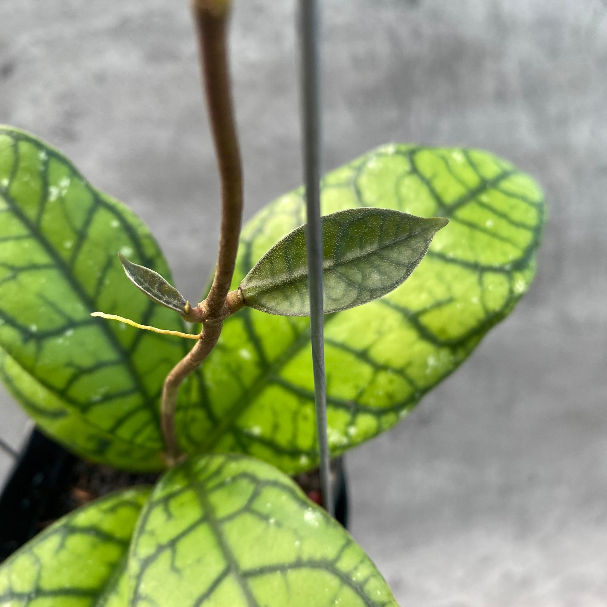 Hoya Callistophylla Venna 2 — photo 2