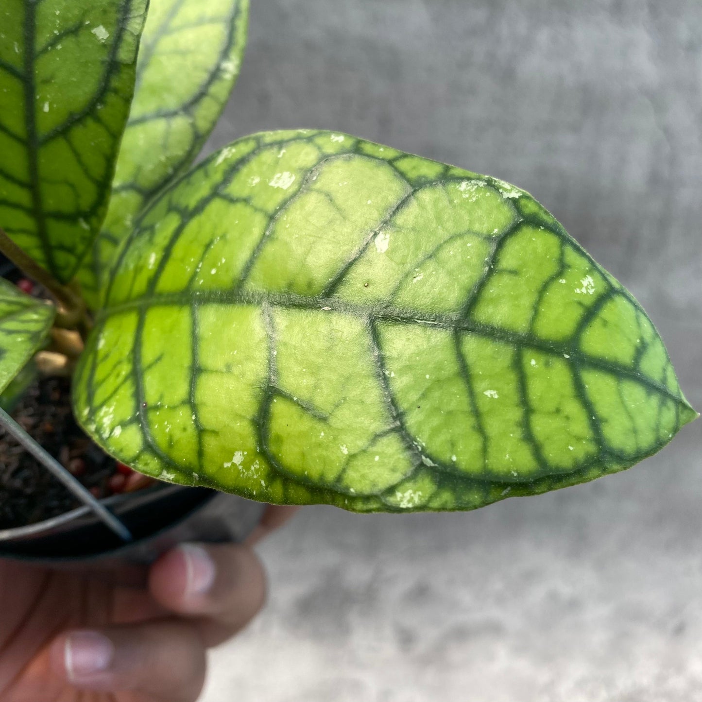 Hoya Callistophylla Venna 2 — photo 3