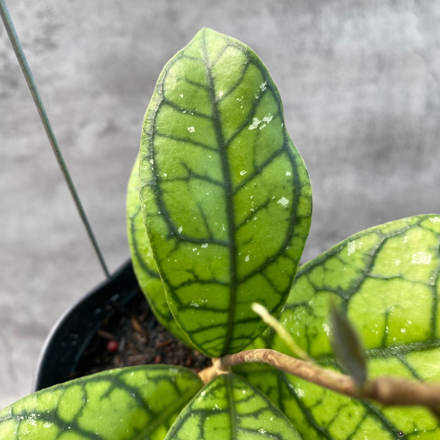 Hoya Callistophylla Venna 2 — photo 4