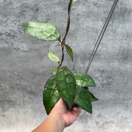 Hoya Clemensiorum SP Aceh 2 — rare Indonesian plant
