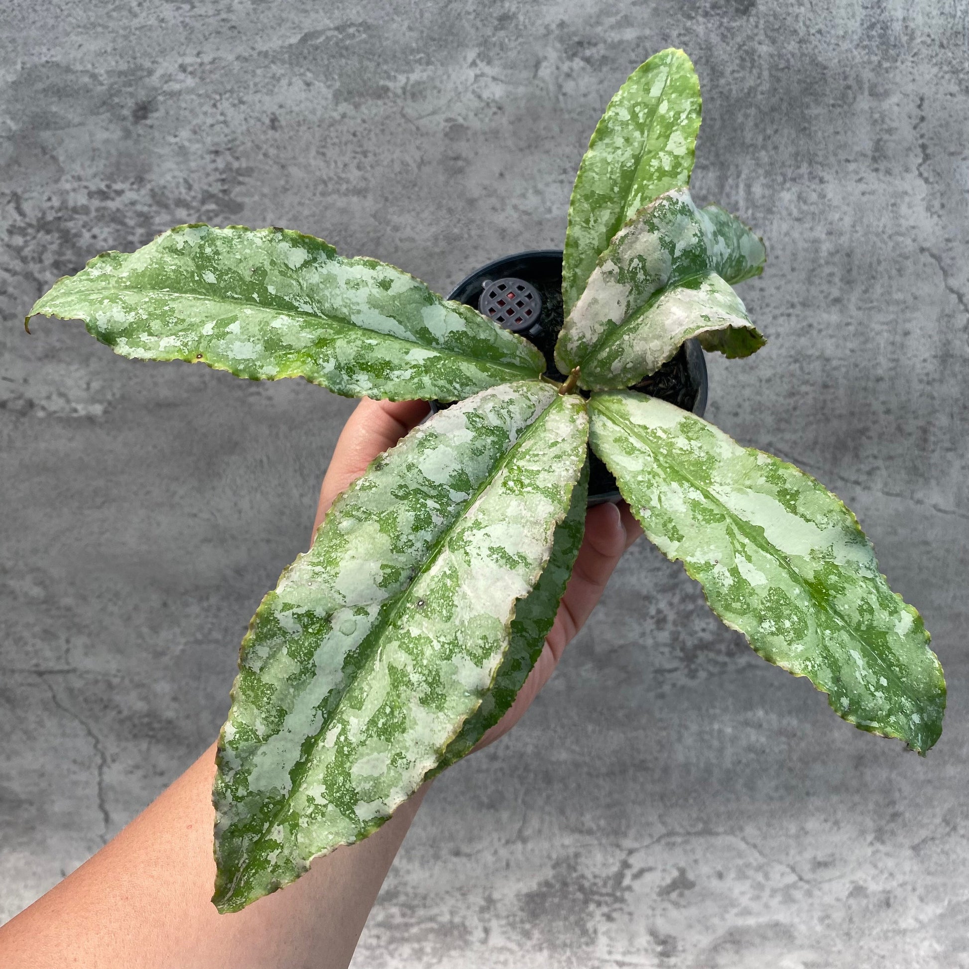 Hoya Undulata Silver — rare Indonesian plant