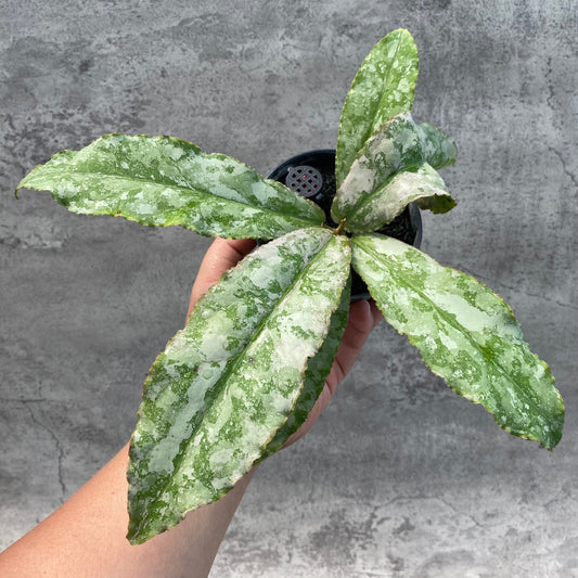 Hoya Undulata Silver — rare Indonesian plant