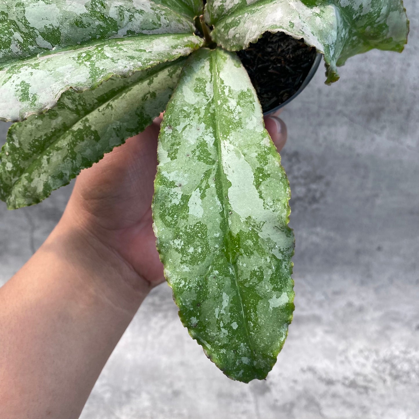 Hoya Undulata Silver — photo 2