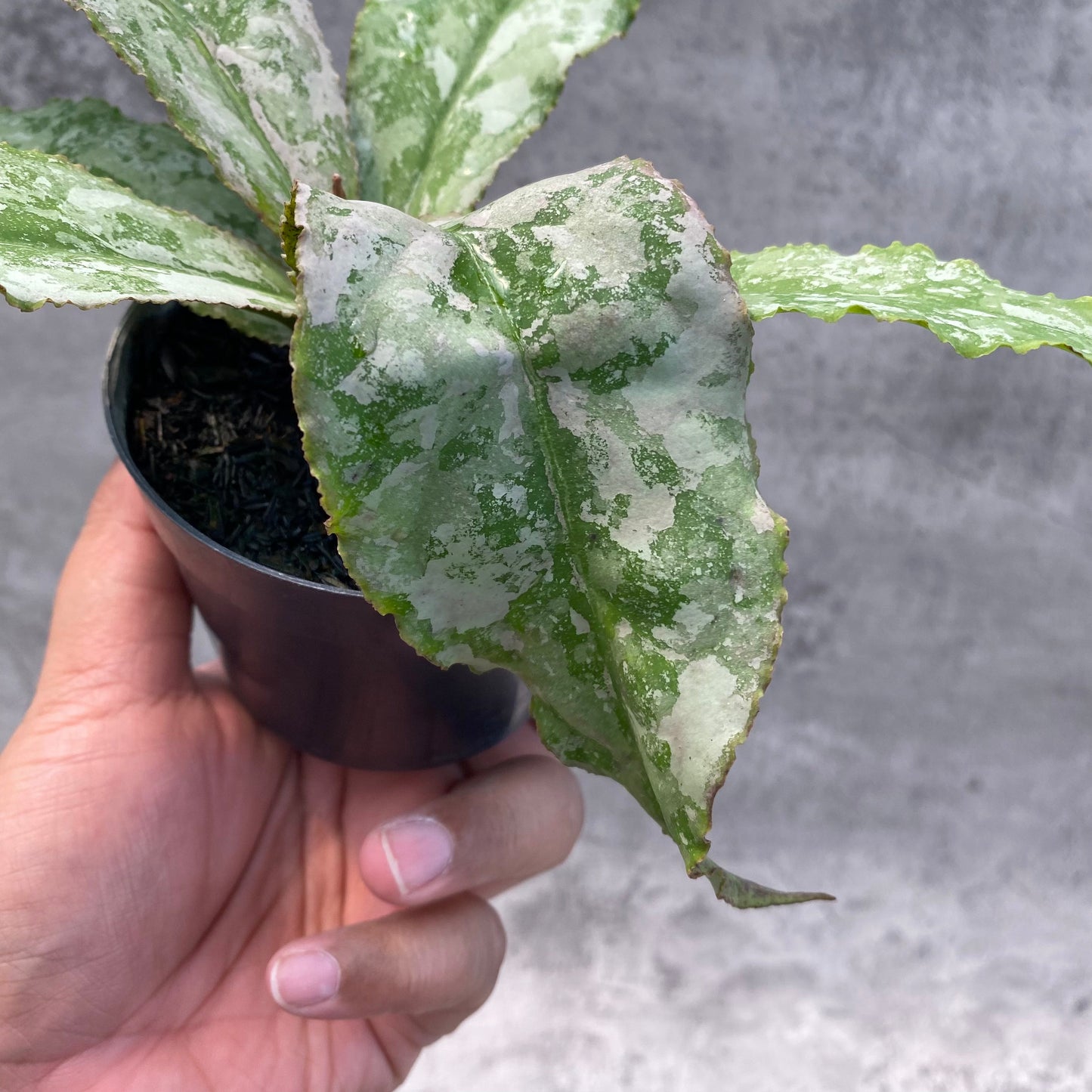 Hoya Undulata Silver — photo 3