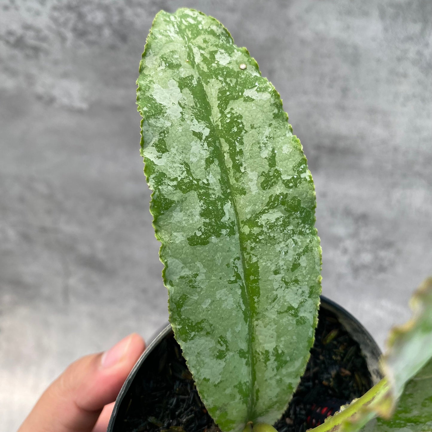 Hoya Undulata Silver — photo 4