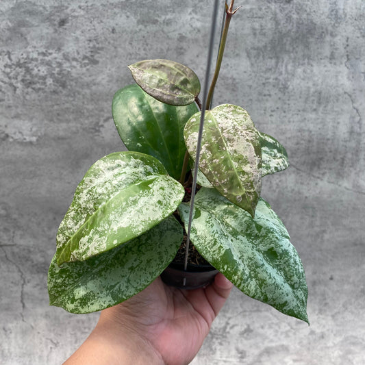 Hoya Latifolia MRH 2 — rare Indonesian plant