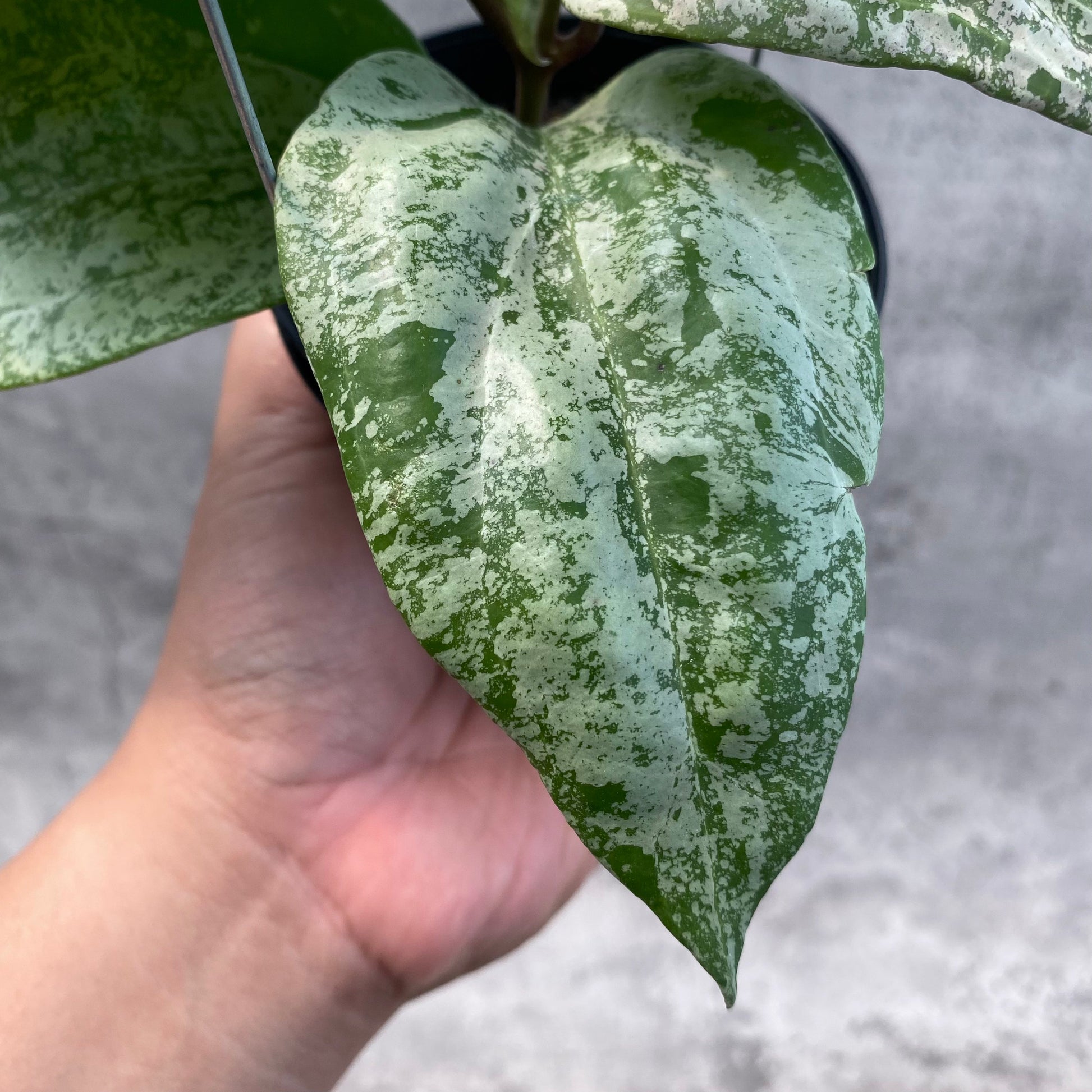 Hoya Latifolia MRH 2 — photo 2