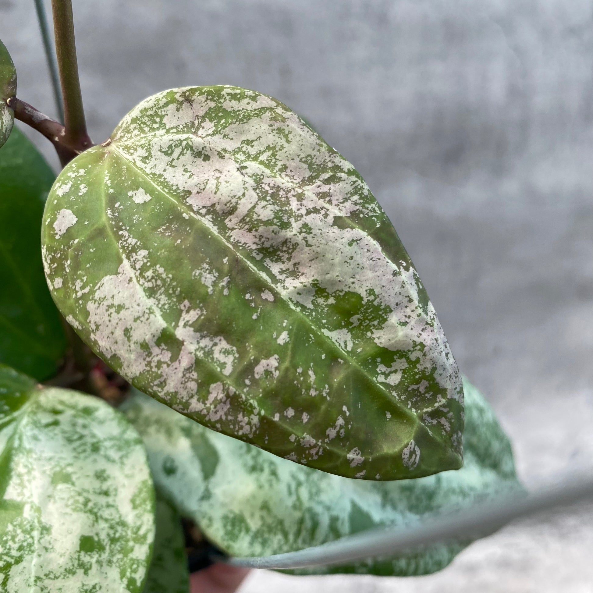 Hoya Latifolia MRH 2 — photo 4