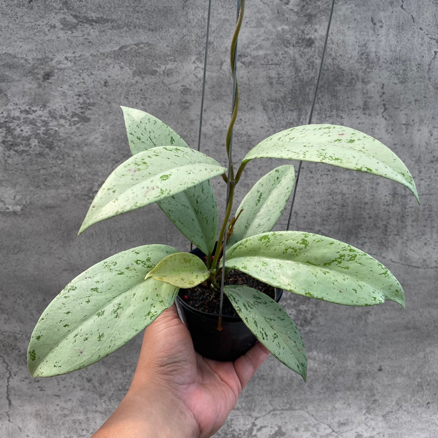 Hoya Macrophylla Watermelon — rare Indonesian plant