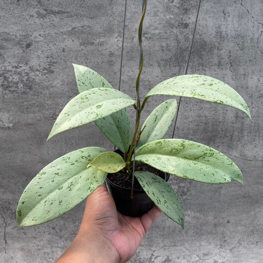 Hoya Macrophylla Watermelon — rare Indonesian plant