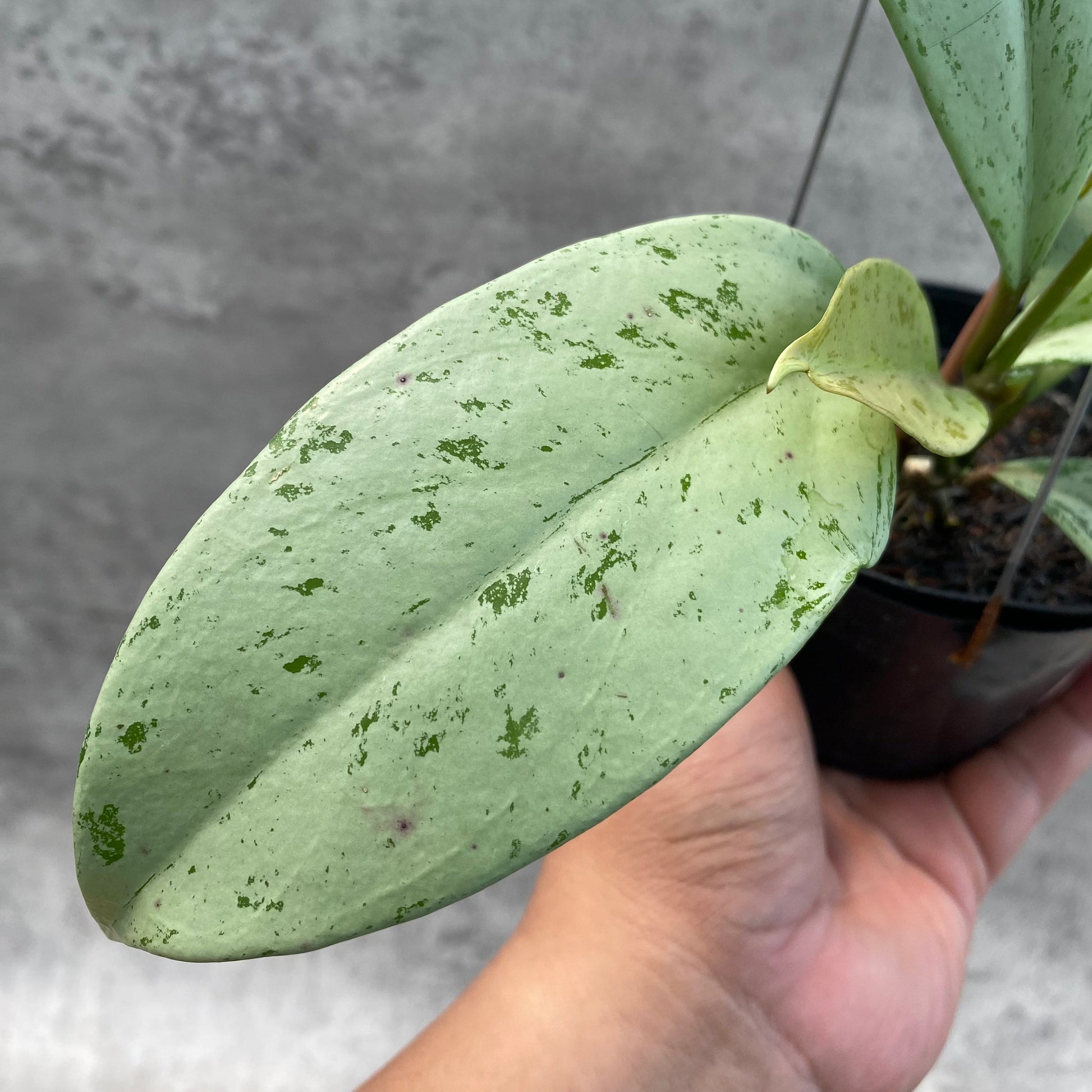 Hoya Macrophylla Watermelon — photo 2