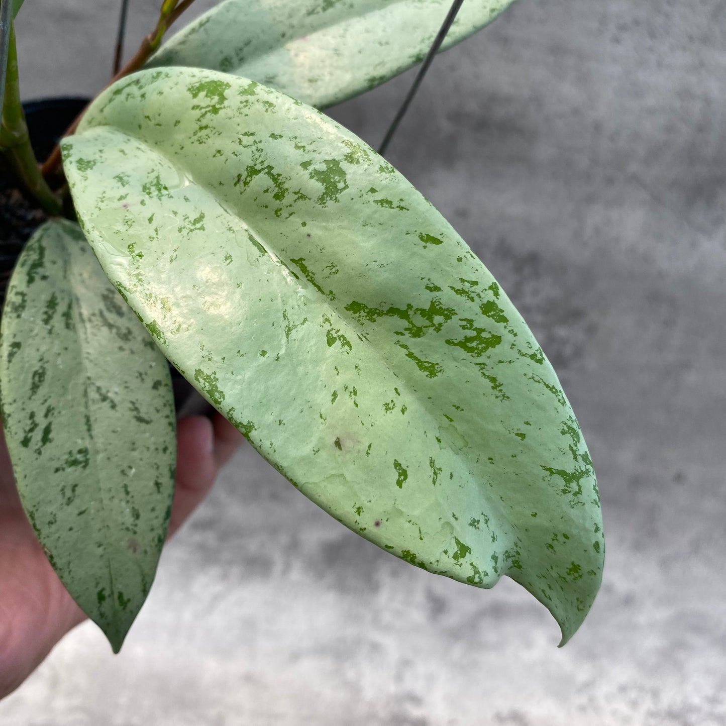 Hoya Macrophylla Watermelon — photo 3