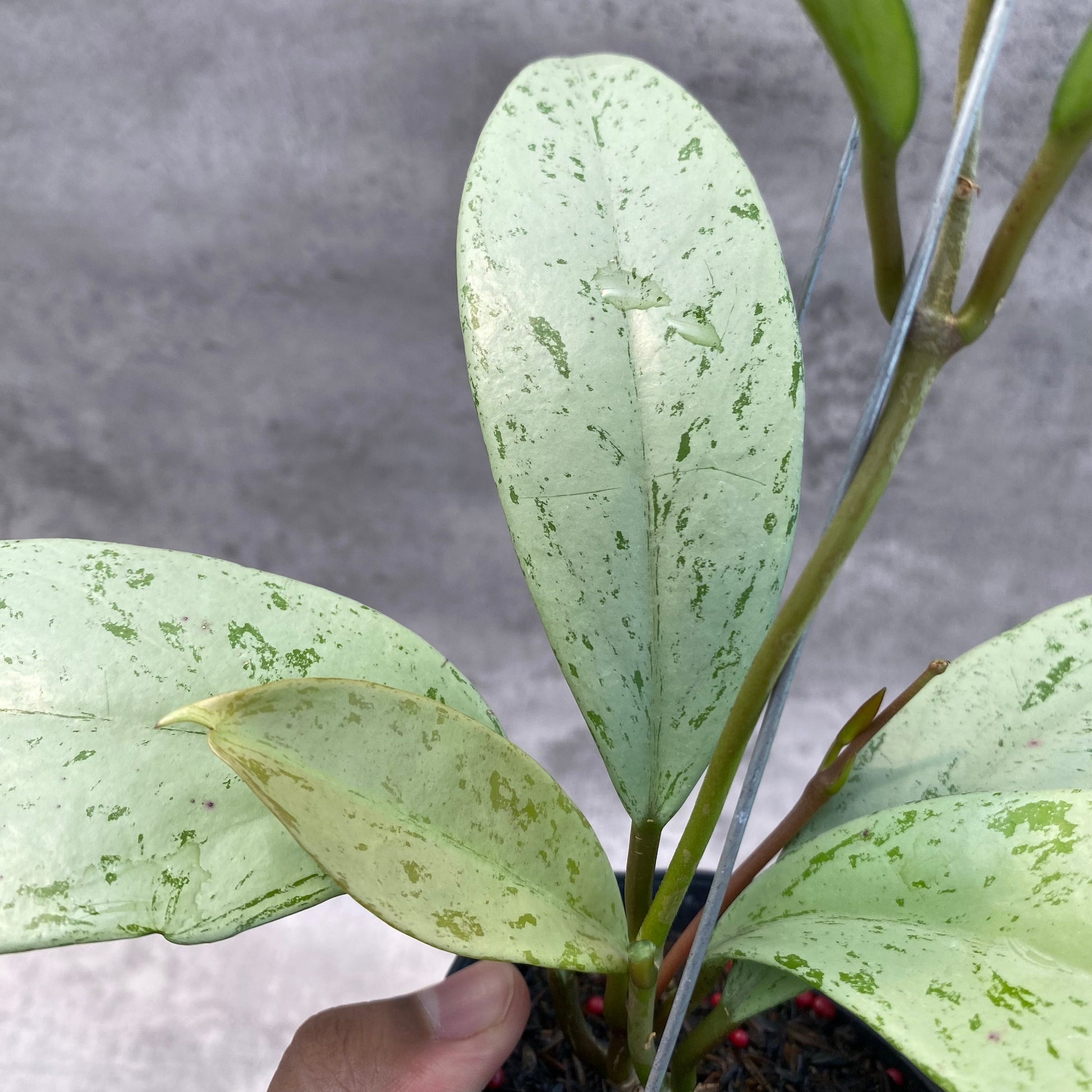 Hoya Macrophylla Watermelon — photo 4