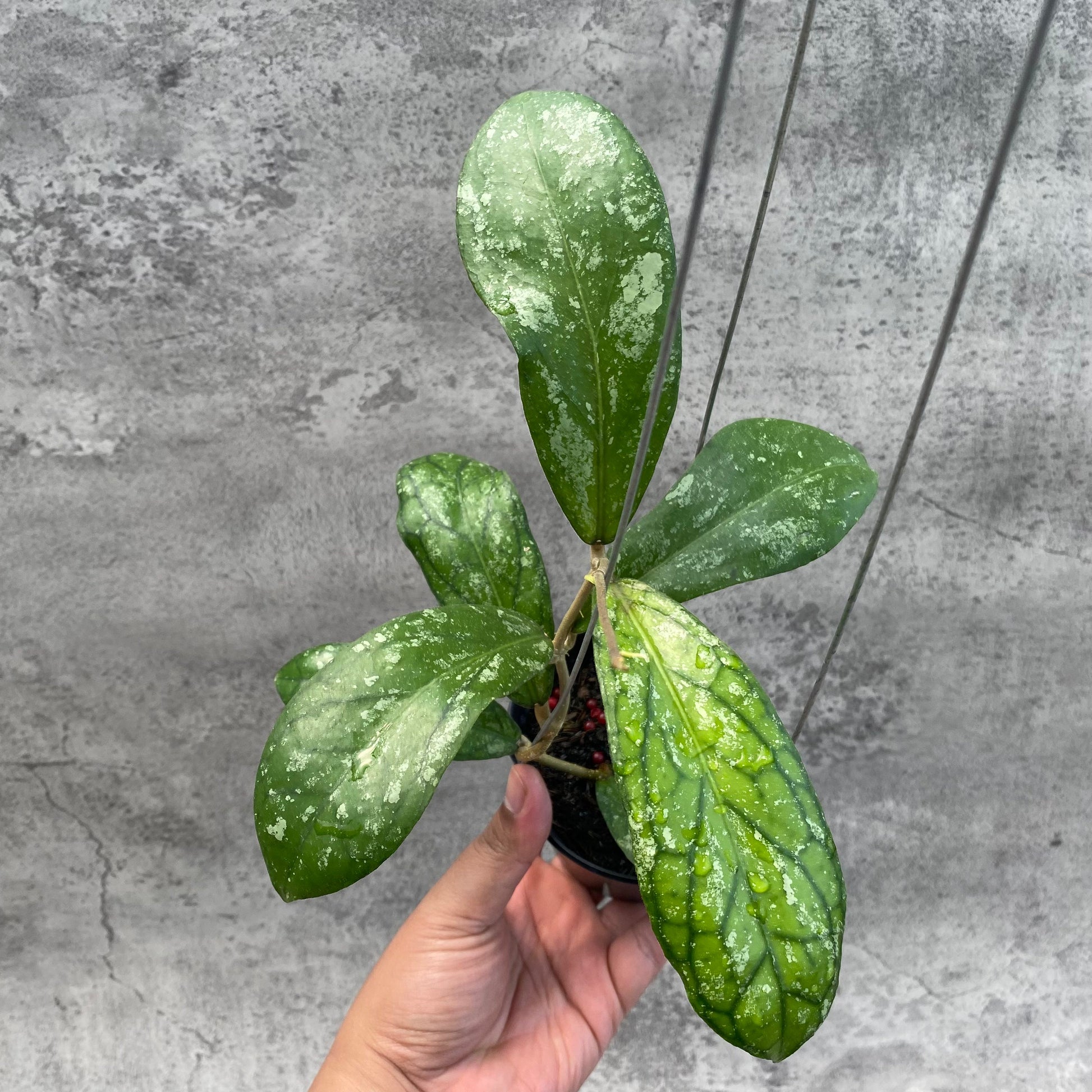 Hoya SP Tanggamus Splash "Waymaja" — rare Indonesian plant